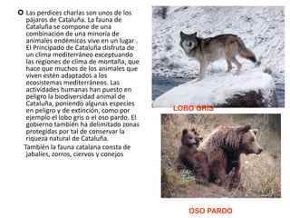 Las perdices charlas son unos de los pájaros de Cataluña. La fauna de Cataluña se compone de una combinación de una minoría de animales endémicos vive en un lugar . El Principado de Cataluña disfruta de un clima mediterráneo exceptuando las regiones de clima de montaña, que hace que muchos de los animales que viven estén adaptados a los ecosistemas mediterráneos. Las actividades humanas han puesto en peligro la biodiversidad animal de Cataluña, poniendo algunas especies en peligro y de extinción, como por ejemplo el lobo gris o el oso pardo. El gobierno también ha delimitado zonas protegidas por tal de conservar la riqueza natural de Cataluña.     También la fauna catalana consta de jabalíes, zorros, ciervos y conejosLOBO GRISOSO PARDO