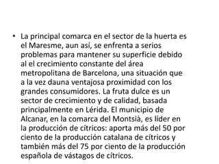 La principal comarca en el sector de la huerta es el Maresme, aun así, se enfrenta a serios problemas para mantener su superficie debido al el crecimiento constante del área metropolitana de Barcelona, una situación que a la vez dauna ventajosa proximidad con los grandes consumidores. La fruta dulce es un sector de crecimiento y de calidad, basada principalmente en Lérida. El municipio de Alcanar, en la comarca del Montsià, es líder en la producción de cítricos: aporta más del 50 por ciento de la producción catalana de cítricos y también más del 75 por ciento de la producción española de vástagos de cítricos. 