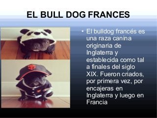 EL BULL DOG FRANCES
● El bulldog francés es
una raza canina
originaria de
Inglaterra y
establecida como tal
a finales del siglo
XIX. Fueron criados,
por primera vez, por
encajeras en
Inglaterra y luego en
Francia
 