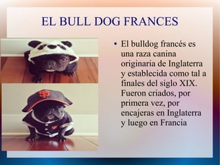 EL BULL DOG FRANCES
● El bulldog francés es
una raza canina
originaria de Inglaterra
y establecida como tal a
finales del siglo XIX.
Fueron criados, por
primera vez, por
encajeras en Inglaterra
y luego en Francia
 