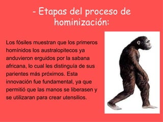 -   Etapas del proceso de hominización: Los fósiles muestran que los primeros homínidos los australopitecos ya anduvieron erguidos por la sabana africana, lo cual les distinguía de sus parientes más próximos. Esta innovación fue fundamental, ya que permitió que las manos se liberasen y  se utilizaran para crear utensilios. 