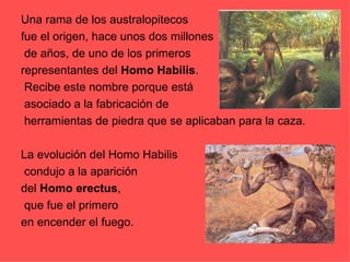 Una rama de los australopitecos  fue el origen, hace unos dos millones de años, de uno de los primeros  representantes del  Homo Habilis . Recibe este nombre porque está asociado a la fabricación de herramientas de piedra que se aplicaban para la caza. La evolución del Homo Habilis condujo a la aparición  del  Homo   erectus , que fue el primero en encender el fuego.  