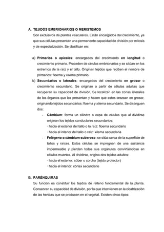 A. TEJIDOS EMBRIONARIOS O MERISTEMOS
Son exclusivos de plantas vasculares. Están encargados del crecimiento, ya
que sus células presentan una permanente capacidad de división por mitosis
y de especialización. Se clasifican en:
a) Primarios o apicales: encargados del crecimiento en longitud o
crecimiento primario. Proceden de células embrionarias y se sitúan en los
extremos de la raíz y el tallo. Originan tejidos que reciben el nombre de
primarios: floema y xilema primario.
b) Secundarios o laterales: encargados del crecimiento en grosor o
crecimiento secundario. Se originan a partir de células adultas que
recuperan su capacidad de división. Se localizan en las zonas laterales
de los órganos que los presentan y hacen que estos crezcan en grosor,
originando tejidos secundarios: floema y xilema secundario. Se distinguen
dos:
- Cámbium: forma un cilindro o capa de células que al dividirse
originan los tejidos conductores secundarios:
· hacia el exterior del tallo o la raíz: floema secundario
· hacia el interior del tallo o raíz: xilema secundaria
- Felógeno o cámbium suberoso: se sitúa cerca de la superficie de
tallos y raíces. Estas células se impregnan de una sustancia
impermeable y pierden todos sus orgánulos convirtiéndose en
células muertas. Al dividirse, origina dos tejidos adultos:
· hacia el exterior: súber o corcho (tejido protector)
· hacia el interior: córtex secundario
B. PARÉNQUIMAS
Su función es constituir los tejidos de relleno fundamental de la planta.
Conservan su capacidad de división, por lo que intervienen en la cicatrización
de las heridas que se producen en el vegetal. Existen cinco tipos:
 