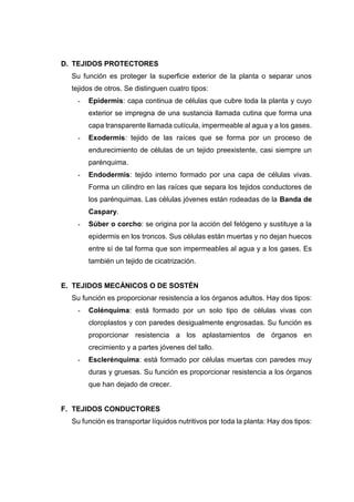 D. TEJIDOS PROTECTORES
Su función es proteger la superficie exterior de la planta o separar unos
tejidos de otros. Se distinguen cuatro tipos:
- Epidermis: capa continua de células que cubre toda la planta y cuyo
exterior se impregna de una sustancia llamada cutina que forma una
capa transparente llamada cutícula, impermeable al agua y a los gases.
- Exodermis: tejido de las raíces que se forma por un proceso de
endurecimiento de células de un tejido preexistente, casi siempre un
parénquima.
- Endodermis: tejido interno formado por una capa de células vivas.
Forma un cilindro en las raíces que separa los tejidos conductores de
los parénquimas. Las células jóvenes están rodeadas de la Banda de
Caspary.
- Súber o corcho: se origina por la acción del felógeno y sustituye a la
epidermis en los troncos. Sus células están muertas y no dejan huecos
entre sí de tal forma que son impermeables al agua y a los gases. Es
también un tejido de cicatrización.
E. TEJIDOS MECÁNICOS O DE SOSTÉN
Su función es proporcionar resistencia a los órganos adultos. Hay dos tipos:
- Colénquima: está formado por un solo tipo de células vivas con
cloroplastos y con paredes desigualmente engrosadas. Su función es
proporcionar resistencia a los aplastamientos de órganos en
crecimiento y a partes jóvenes del tallo.
- Esclerénquima: está formado por células muertas con paredes muy
duras y gruesas. Su función es proporcionar resistencia a los órganos
que han dejado de crecer.
F. TEJIDOS CONDUCTORES
Su función es transportar líquidos nutritivos por toda la planta: Hay dos tipos:
 