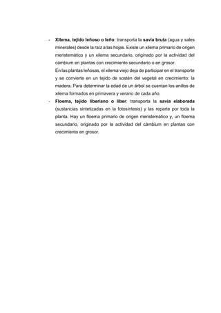 - Xilema, tejido leñoso o leño: transporta la savia bruta (agua y sales
minerales) desde la raíz a las hojas. Existe un xilema primario de origen
meristemático y un xilema secundario, originado por la actividad del
cámbium en plantas con crecimiento secundario o en grosor.
En las plantas leñosas, el xilema viejo deja de participar en el transporte
y se convierte en un tejido de sostén del vegetal en crecimiento: la
madera. Para determinar la edad de un árbol se cuentan los anillos de
xilema formados en primavera y verano de cada año.
- Floema, tejido liberiano o líber: transporta la savia elaborada
(sustancias sintetizadas en la fotosíntesis) y las reparte por toda la
planta. Hay un floema primario de origen meristemático y, un floema
secundario, originado por la actividad del cámbium en plantas con
crecimiento en grosor.
 