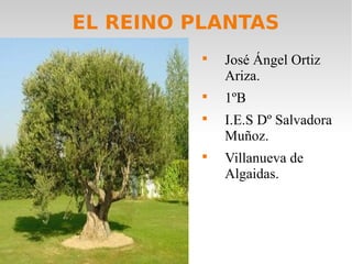 EL REINO PLANTAS







José Ángel Ortiz
Ariza.
1ºB
I.E.S Dº Salvadora
Muñoz.
Villanueva de
Algaidas.

 