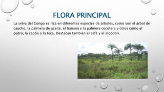 FLORA PRINCIPAL
La selva del Congo es rica en diferentes especies de árboles, como son el árbol de
caucho, la palmera de aceite, el banano y la palmera cocotera y otros como el
cedro, la caoba o la teca. Destacan también el café y el algodón.
 
