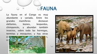 FAUNA
La fauna en el Congo es muy
abundante y variada. Entre los
grandes mamíferos destacan
elefantes, leones, leopardos,
chimpancés, y abundan también
insectos, sobre todo las hormigas,
termitas y mosquitos; y hay otras
especies en peligro de extinción,
como los gorilas.
 