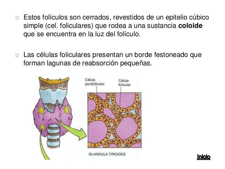 Hormona del crecimiento inyectable para adelgazar