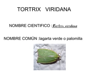 TORTRIX VIRIDANA
NOMBRE CIENTIFICO :Tortrix viridana
NOMBRE COMÚN :lagarta verde o palomilla

 