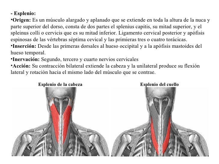 Trabajo total