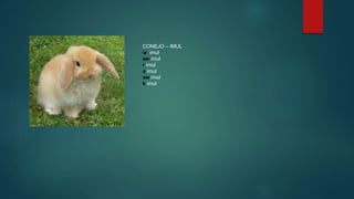 CONEJO C IMUL
w imul
aw imul
r imul
a imul
aw imul
k imul
 