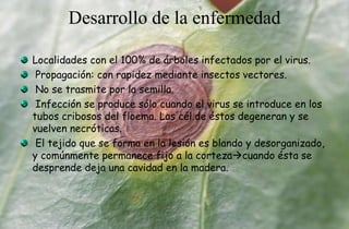 Desarrollo de la enfermedad
Localidades con el 100% de árboles infectados por el virus.
Propagación: con rapidez mediante insectos vectores.
No se trasmite por la semilla.
Infección se produce sólo cuando el virus se introduce en los
tubos cribosos del floema. Las cél.de éstos degeneran y se
vuelven necróticas.
El tejido que se forma en la lesión es blando y desorganizado,
y comúnmente permanece fijo a la cortezacuando ésta se
desprende deja una cavidad en la madera.
 