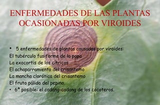 ENFERMEDADES DE LAS PLANTAS
OCASIONADAS POR VIROIDES
• 5 enfermedades de plantas causadas por viroides:
El tubérculo fusiforme de la papa
La exocortis de los cítricos
El achaparramiento del crisantemo
La mancha clorótica del crisantemo
El fruto pálido del pepino.
• 6ª posible: el cadang-cadang de los cocoteros.
 