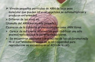 Viroide:pequeñas partículas de ARN de bajo peso
molecular,que pueden inf.a cél.vegetales,se automultiplican y
producen enfermedad.
 Difieren de los virus en:
1)tamaño del ARN(mucho más pequeño)
2)carecen de la cubierta proteica,existen como ARN libres.
 Carece de suficiente información para codificar una sóla
enzima(replicasa)que le permita reduplicarse.
 Se encuentran asociados con el núcleo de las cél.(cromatina)y
tb al sistªendomenbranoso de la cél.(capacidad para
reproducirse se encuentra en el ADN de la cél).
 
