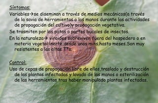 Síntomas:
Variablesse diseminan a través de medios mecánicos(a través
de la savia de herramientas o las manos durante las actividades
de propagación del cultivo)y propagación vegetativa.
Se trasmiten por las patas o partes bucales de insectos.
En la naturaleza viroides sobreviven fuera del hospedero o en
materia vegetal inerte,desde unos mins.hasta meses.Son muy
resistentes a las altas Tªs.
Control:
Uso de cepas de propagación libre de ellos,traslado y destrucción
de las plantas infectadas y lavado de las manos o esterilización
de las herramientas tras haber manipulado plantas infectadas.
 