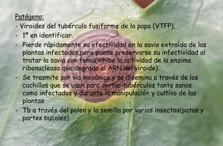 Patógeno:
- Viroides del tubérculo fusiforme de la papa (VTFP).
- 1º en identificar.
- Pierde rápidamente su efectividad en la savia extraída de las
plantas infectadas,pero puede preservarse su infectividad al
tratar la savia con fenol(inhibe la actividad de la enzima
ribonucleasa que degrada al ARN del viroide).
- Se trasmite por vía mecánica y se disemina a través de los
cuchillos que se usan para cortar tubérculos tanto sanos
como infectados y durante la manipulación y cultivo de las
plantas.
- Tb a través del polen y la semilla por varios insectos(patas y
partes bucales).
 