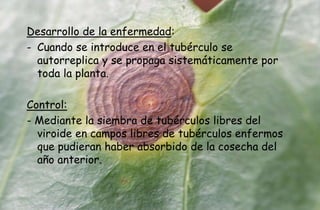 Desarrollo de la enfermedad:
- Cuando se introduce en el tubérculo se
autorreplica y se propaga sistemáticamente por
toda la planta.
Control:
- Mediante la siembra de tubérculos libres del
viroide en campos libres de tubérculos enfermos
que pudieran haber absorbido de la cosecha del
año anterior.
 