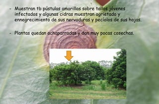 - Muestran tb pústulas amarillas sobre tallos jóvenes
infectados y algunas cidras muestran agrietado y
ennegrecimiento de sus nervaduras y pecíolos de sus hojas.
- Plantas quedan achaparradas y dan muy pocas cosechas.
 