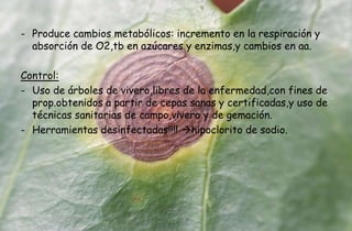 - Produce cambios metabólicos: incremento en la respiración y
absorción de O2,tb en azúcares y enzimas,y cambios en aa.
Control:
- Uso de árboles de vivero,libres de la enfermedad,con fines de
prop.obtenidos a partir de cepas sanas y certificadas,y uso de
técnicas sanitarias de campo,vivero y de gemación.
- Herramientas desinfectadas!!!! hipoclorito de sodio.
 