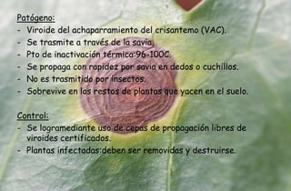 Patógeno:
- Viroide del achaparramiento del crisantemo (VAC).
- Se trasmite a través de la savia.
- Pto de inactivación térmica:96-100C.
- Se propaga con rapidez por savia en dedos o cuchillos.
- No es trasmitido por insectos.
- Sobrevive en los restos de plantas que yacen en el suelo.
Control:
- Se logramediante uso de cepas de propagación libres de
viroides certificados.
- Plantas infectadas:deben ser removidas y destruirse.
 