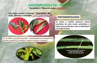 Las hojas pueden presentar Variaciones de
color blancas o amarillas
ENFERMEDADES DEL PALTO
Sunblotch (“Mancha solar (ASBVd) ”)
SINTOMATOLOGIA
En ramas y ramillas aparecen estrías
necróticas de color verde, amarillento o
rojizo, poco profundas y que se distribuyen
a lo largo de éstas
En los tallos se pueden presentar resquebrajaduras rectangulares
(piel de cocodrilo) y los árboles tienden a echarse o doblarse.
 