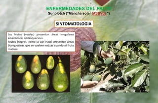 Los frutos (verdes) presentan áreas irregulares
amarillentas o blanquecinas.
Frutos (negros, como la var. Hass) presentan áreas
blanquecinas que se vuelven rojizas cuando el fruto
madura
ENFERMEDADES DEL PALTO
Sunblotch (“Mancha solar (ASBVd) ”)
SINTOMATOLOGIA
 