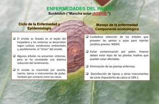  El viroide es llevado en el tejido del
hospedero y los síntomas se desarrollan
según cultivar, condiciones ambientales
y, posiblemente, el “strain” del viroide.
 Algunos árboles no presentan síntomas,
pero se ha constatado una drástica
reducción del rendimiento.
 El viroide es trasmitido por semilla,
injerto, tijeras o instrumentos de podar.
También por contacto entre las raíces.
Ciclo de la Enfermedad y
Epidemiología
ENFERMEDADES DEL PALTO
Sunblotch (“Mancha solar (ASBVd) ”)
 Cuidadosa selección de los árboles que
proveen las yemas o púas para injertar
(análisis previos: NASH)
 Evitar contaminación por polen. Viveros
deben estar lejos de las plantas madres que
puedan estar afectadas.
 Eliminación de las plantas enfermas.
 Desinfección de tijeras y otros instrumentos
de corte (hipoclorito de calcio al 10% ).
Manejo de la enfermedad
Componente ecobiológico
 