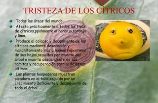 TRISTEZA DE LOS CÍTRICOS
Todas las áreas del mundo.
Afecta prácticamente a todos los tipos
de cítricos,ppalmente al naranjo,toronjo
y lima.
Produce el colapso y decaimiento de los
cítricos mediante desecación y
marchitamiento más o menos repentinos
de sus hojas,seguidos por muerte del
árbol o muerte descendente de sus
ramitas y recuperación parcial de estas
últimas.
Las plantas hospederas muestran
picadura en el tallo,seguida por un
crecimiento deficiente y decaimiento de
todo el árbol.
 