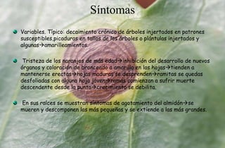 Síntomas
Variables. Típico: decaimiento crónico de árboles injertados en patrones
susceptibles,picaduras en tallos de los árboles o plántulas injertados y
algunasamarilleamientos.
Tristeza de los naranjos de más edadinhibición del desarrollo de nuevos
órganos y coloración de bronceado a amarillo en las hojastienden a
mantenerse erectashojas maduras se desprendenramitas se quedas
desfoliadas con alguna hoja jovenramas comienzan a sufrir muerte
descendente desde la puntacrecimiento se debilita.
En sus raíces se muestran síntomas de agotamiento del almidónse
mueren y descomponen las más pequeñas y se extiende a las más grandes.
 