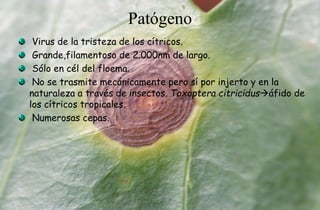 Patógeno
Virus de la tristeza de los cítricos.
Grande,filamentoso de 2.000nm de largo.
Sólo en cél del floema.
No se trasmite mecánicamente pero sí por injerto y en la
naturaleza a través de insectos. Toxoptera citricidusáfido de
los cítricos tropicales.
Numerosas cepas.
 