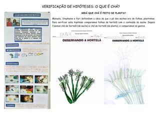 VERIFICAÇÃO DE HIPÓTESES: O QUE É CHÁ?
                                SERÁ QUE CHÁ É FEITO DE PLANTA?

     Manuela, Stephanie e Yuri defendiam a ideia de que o pó dos saches era de folhas, plantinhas.
     Para verificar esta hipótese comparamos folhas de hortelã com o conteúdo do sache. Depois
     fizemos chá de hortelã (de sache) e chá de hortelã (da planta), e comparamos os gostos.
 
