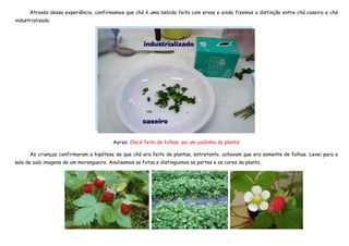Através dessa experiência, confirmamos que chá é uma bebida feita com ervas e ainda fizemos a distinção entre chá caseiro e chá
industrializado.




                                          Ayres: Chá é feito de folhas, sai um caldinho da planta!

      As crianças confirmaram a hipótese de que chá era feito de plantas, entretanto, achavam que era somente de folhas. Levei para a
sala de aula imagens de um morangueiro. Analisamos as fotos e distinguimos as partes e as cores da planta.
 