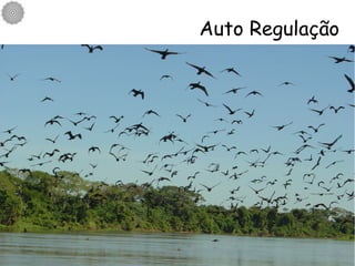 Auto Regulação 