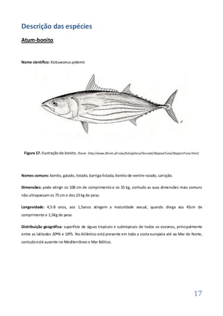 Descrição das espécies
Atum-bonito


Nome científico: Katsuwonus pelamis




 Figura 17. Ilustração do bonito. (fonte: http://www.flmnh.ufl.edu/fish/gallery/Descript/SkipjackTuna/SkipjackTuna.html)




Nomes comuns: bonito, gaiado, listado, barriga-listada, bonito-de-ventre-raiado, sarrajão.

Dimensões: pode atingir os 108 cm de comprimento e os 35 kg, contudo as suas dimensões mais comuns
não ultrapassam os 75 cm e dos 23 kg de peso.

Longevidade: 4,5-8 anos, aos 1,5anos atingem a maturidade sexual, quando chega aos 45cm de
comprimento e 1,5Kg de peso.

Distribuição geográfica: superfície de águas tropicais e subtropicais de todos os oceanos, principalmente
entre as latitudes 20ºN e 10ºS. No Atlântico está presente em toda a costa europeia até ao Mar do Norte,
contudo está ausente no Mediterrâneo e Mar Báltico.




                                                                                                                    17
 