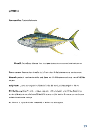 Albacora


Nome científico: Thunnus alcabacares




      Figura 19. Ilustração do albacora. (fonte: http://www.pattyanncharters.com/image/yellowFin%20Tuna.jpg)



Nomes comuns: albacora, atum-de-galha-à-ré, alvacor, atum-de-barbatana-amarela, atum-amarelo.

Dimensões: peixe de crescimento rápido, pode chegar aos 170-200cm de comprimento e aos 175-200 kg
de peso.

Longevidade: 7,5 anos e alcança a maturidade sexual aos 2,5-3 anos, quando atingem os 105 cm.

Distribuição geográfica: Presentes em águas tropicais e subtropicais, com uma distribuição contínua,
preferencialmente entre as latitudes 35ºN e 20ºS. Ausente no Mar Mediterrâneo e raramente visto nos
mares continentais de Portugal.

No Atlântico os Açores marcam o limite norte da distribuição desta espécie.




                                                                                                               19
 