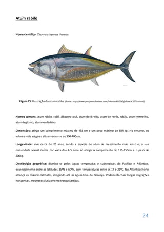 Atum rabilo


Nome científico: Thunnus thynnus thynnus




  Figura 25. Ilustração do atum rabilo. (fonte: http://www.pattyanncharters.com/Montauk%20Offshore%20Fish.html)



Nomes comuns: atum rabilo, rabil, albacora-azul, atum-de-direito, atum-de-revés, rabão, atum-vermelho,
atum-legítimo, atum-verdadeiro.

Dimensões: atinge um comprimento máximo de 458 cm e um peso máximo de 684 kg. No entanto, os
valores mais vulgares situam-se entre os 300-400cm.

Longevidade: vive cerca de 20 anos, sendo a espécie de atum de crescimento mais lento e, a sua
maturidade sexual ocorre por volta dos 4-5 anos ao atingir o comprimento de 115-150cm e o peso de
200kg.

Distribuição geográfica: distribui-se pelas águas temperadas e subtropicais do Pacífico e Atlântico,
essencialmente entre as latitudes 35ºN e 60ºN, com temperaturas entre os 17 e 22ºC. No Atlântico Norte
alcança as maiores latitudes, chegando até às águas frias da Noruega. Podem efectuar longas migrações
horizontais, mesmo exclusivamente transatlânticas.




                                                                                                             24
 