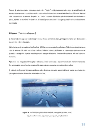 Apesar de alguns estudos mostrarem que estes “stocks” estão sub-explorados, com a possibilidade de
aumentar as capturas, em anos recentes, outros estudos mostram uma perspectiva bem diferente. Mesmo
com a diminuição do esforço de pesca os “stocks” estarão ameaçados pelas crescentes mortalidades na
pesca, devidas ao aumento do poder de pesca dos próprios navios – situação que deve ser cuidadosamente
controlada.




Albacora (Thunnus albacares)

O albacora é uma espécie bastante apreciada pela sua carne mais clara, principalmente no seio da indústria
conserveira e de restauração.

Maioritariamente pescado no Pacífico Este (25%) e em menor escala no Oceano Atlântico, onde atinge uma
cota de apenas 15% (60% em todo o Pacífico e 25% no Índico). Analisando as capturas por peso verifica-se
que esta é a segunda espécie mais importante a seguir ao bonito, constituindo cerca de 30% das capturas
mundiais.

Apesar da sua alargada distribuição, o albacora parece confinado a águas tropicais em menores latitudes.
Em comparação com o bonito, esta espécie vive mais tempo e alcança maiores dimensões.

O método preferencial de captura são as redes de cerco, contudo, ao contrário do bonito o método dos
palangres flutuantes é também amplamente usado.




                  Figura 28. Ilustração da pesca de atum com palangre flutuante. (fonte:
                        http://www2.convention.co.jp/maguro/e_maguro/e_tuna_facts.html)




                                                                                                    28
 