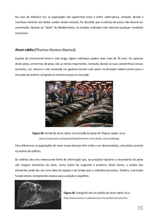 No caso do Atlântico Sul, as populações não aparentam estar a sofrer sobre-pesca, contudo, devido à
incerteza inerente aos dados usados nestes estudos, foi decidido que o esforço de pesca não deverá ser
aumentado. Quanto ao “stock” do Mediterrâneo, os estudos realizados não mostram qualquer resultado
conclusivo.




Atum rabilo (Thunnus thynnus thynnus)

Espécie de crescimento lento e vida longa, alguns indivíduos podem viver mais de 25 anos. As capturas
deste peixe, em termos de peso, são as menos importantes. Contudo, devido às suas caracteríticas únicas:
tamanho, cor, textura e alto conteúdo em gordura tornam este peixe na principal matéria prima para o
mercado do sashimi, atingindo os maiores preços no mercado.




               Figura 34. Venda de atum rabilo, no mercado do peixe de Tóquio, Japão. (fonte:
                     http://coexploration.org/ngs/EarthDay/fishmarket_with_bluefin_lined-up300.jpg)


Para diferenciar as populações de atum novas técnicas têm vindo a ser desenvolvidas, uma delas consiste
na análise de otólitos.

Os otólitos são uma interessante fonte de informação que, ao precipitar durante o crescimento do peixe
vão integrar elementos do meio, numa matriz de aragonite e proteína. Desta forma, a análise dos
elementos pode dar-nos uma ideia do espaço e do tempo que o indivíduo percorreu. Embora, a principal
função destes componentes ósseos seja a audição e equilíbrio.




                                            Figura 35. Fotografia de um otólito de atum rabilo (fonte:
                                            http://www.science-in-salamanca.tas.csiro.au/themes/tuna.htm)



                                                                                                            35
 