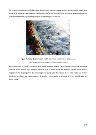 No entanto, as capturas no Mediterrâneo têm atingido níveis preocupantes com os cientistas a prever uma
situação de sobre-pesca e completo esgotamento do “stock”. Com as frotas pesqueiras a capturarem atum
indiscriminadamente, ignorando quaisquer recomendações científicas.




                 Figura 36. Pesca de atum rabilo no Mediterrâneo com redes de cerco. (fonte:
                            http://www.wildlifeextra.com/go/news/bluefin-tuna829.html#cr)


Em comparação, o “stock” Este cobre uma maior área que o Oeste, desta forma, mesmo que o grau de
mistura entre ambos seja limitado prevê-se que, a sobre-pesca no Atlântico Oeste possa afectar
negativamente os programas de conservação no outro lado do oceano. É por esta razão que muitos
cientistas acreditam que nos programas de gestão e conservação o Atlântico devia ser considerado um
único “stock”.




                                                                                                  37
 