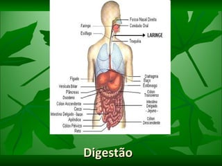 Digestão  