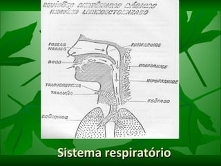 Sistema respiratório 