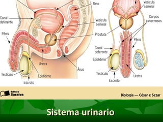 Sistema urinario  