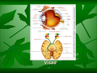 Visao  