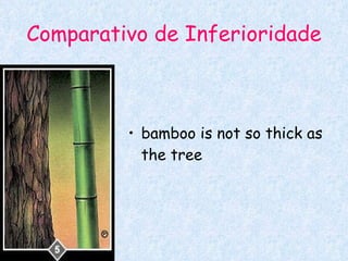 Comparativo de Inferioridade bamboo is not so thick as the tree  