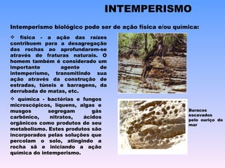 química - bactérias e fungos microscópicos, líquens, algas e musgos segregam gás carbônico, nitratos, ácidos orgânicos como produtos de seu metabolismo. Estes produtos são incorporados pelas soluções que percolam o solo, atingindo a rocha sã e iniciando a ação química do intemperismo. física - a ação das raízes contribuem para a desagregação das rochas ao aprofundarem-se através de fraturas naturais. O homem também é considerado um importante agente de intemperismo, transmitindo sua ação através da construção de estradas, túneis e barragens, da derrubada de matas, etc. Intemperismo biológico pode ser de ação física e/ou química: INTEMPERISMO Buracos escavados pelo ouriço do mar 