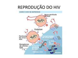 REPRODUÇÃO DO HIV
 