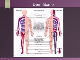 Dermátomo
 