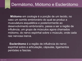 Dermátomo, Miótomo e Esclerótomo

  Miótomo em zoologia é a porção de um tecido, no
caso um somito embrionário do qual se produz a
musculatura esquelética e posteriormente ao
desenvolvimento embrionário, passa a ser a região de
influência, um grupo de músculos agora chamados
miótomo, do nervo espinhal sobre o músculo, onde cada
raiz nervosa inerva.

 Esclerótomo é a região de influência do nervo
espinhal sobre a articulação, cápsulas, ligamentos
periósteo e fascias.
 