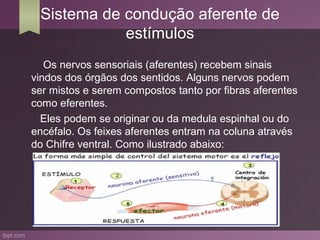 Sistema de condução aferente de
            estímulos
   Os nervos sensoriais (aferentes) recebem sinais
vindos dos órgãos dos sentidos. Alguns nervos podem
ser mistos e serem compostos tanto por fibras aferentes
como eferentes.
  Eles podem se originar ou da medula espinhal ou do
encéfalo. Os feixes aferentes entram na coluna através
do Chifre ventral. Como ilustrado abaixo:
 